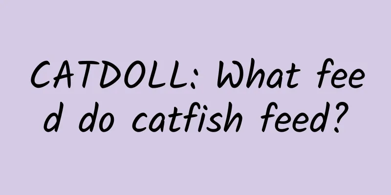 CATDOLL: What feed do catfish feed?