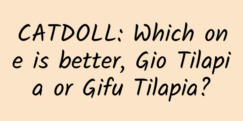 CATDOLL: Which one is better, Gio Tilapia or Gifu Tilapia?