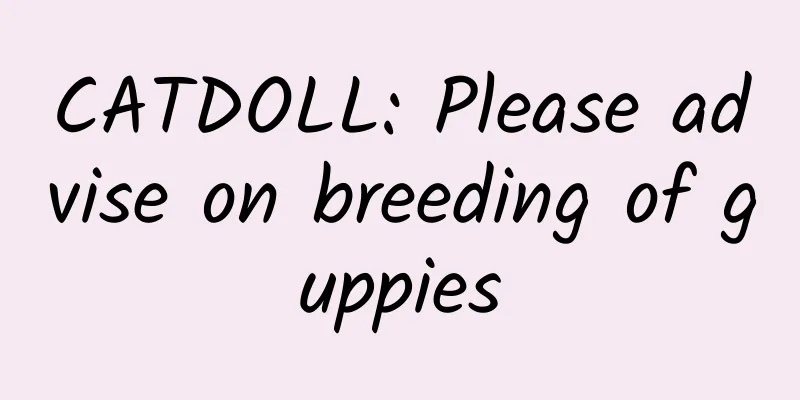 CATDOLL: Please advise on breeding of guppies