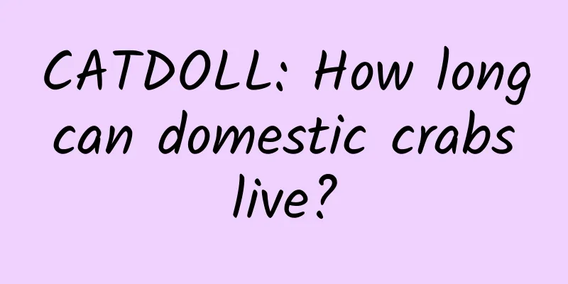CATDOLL: How long can domestic crabs live?
