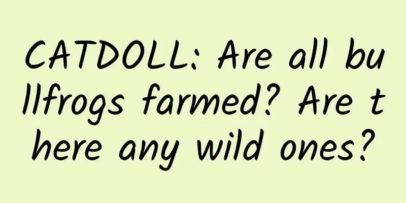 CATDOLL: Are all bullfrogs farmed? Are there any wild ones?
