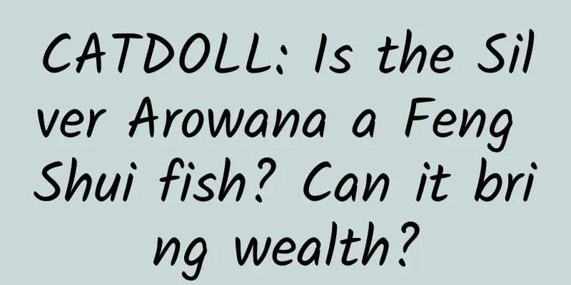 CATDOLL: Is the Silver Arowana a Feng Shui fish? Can it bring wealth?