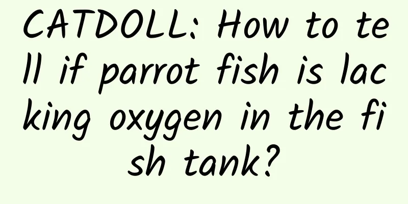CATDOLL: How to tell if parrot fish is lacking oxygen in the fish tank?