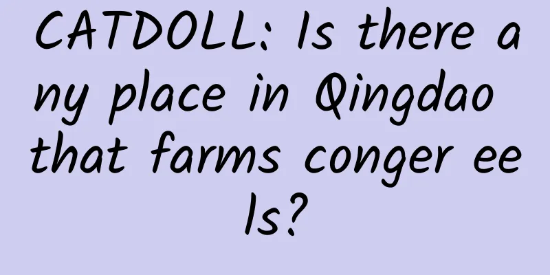 CATDOLL: Is there any place in Qingdao that farms conger eels?