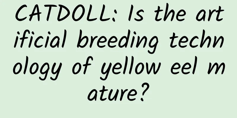 CATDOLL: Is the artificial breeding technology of yellow eel mature?