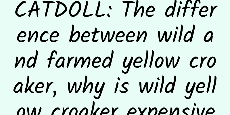 CATDOLL: The difference between wild and farmed yellow croaker, why is wild yellow croaker expensive