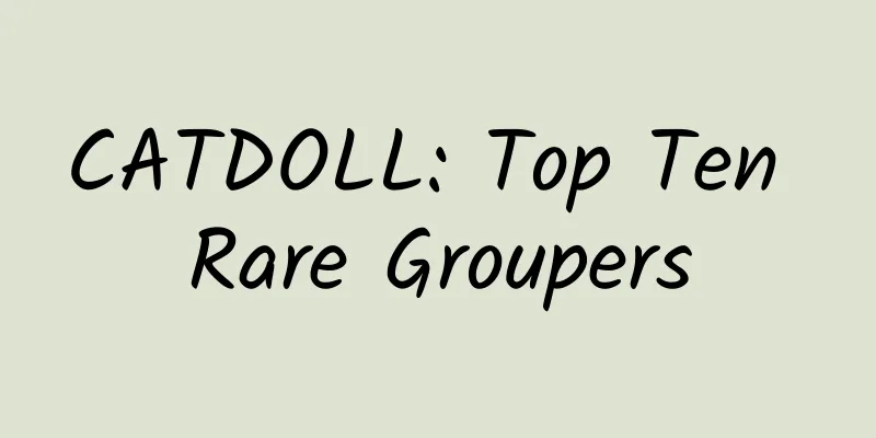 CATDOLL: Top Ten Rare Groupers