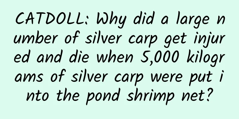 CATDOLL: Why did a large number of silver carp get injured and die when 5,000 kilograms of silver carp were put into the pond shrimp net?