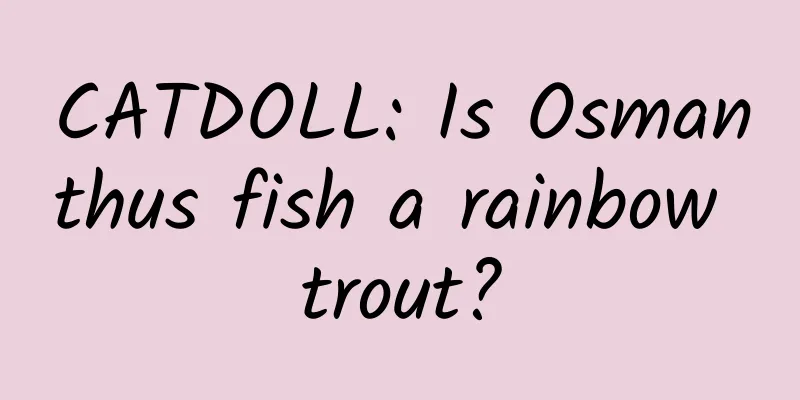 CATDOLL: Is Osmanthus fish a rainbow trout?