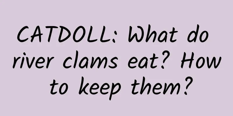 CATDOLL: What do river clams eat? How to keep them?