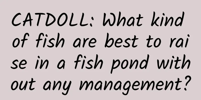 CATDOLL: What kind of fish are best to raise in a fish pond without any management?