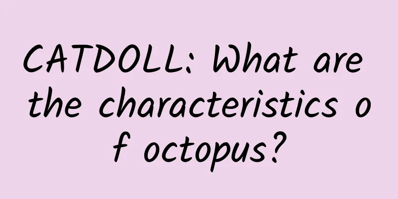 CATDOLL: What are the characteristics of octopus?