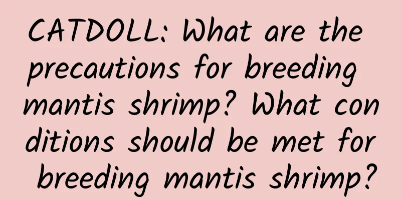CATDOLL: What are the precautions for breeding mantis shrimp? What conditions should be met for breeding mantis shrimp?