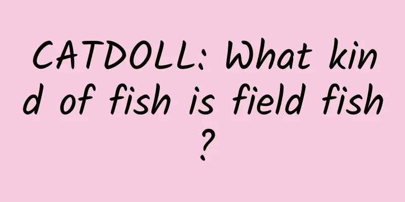 CATDOLL: What kind of fish is field fish?