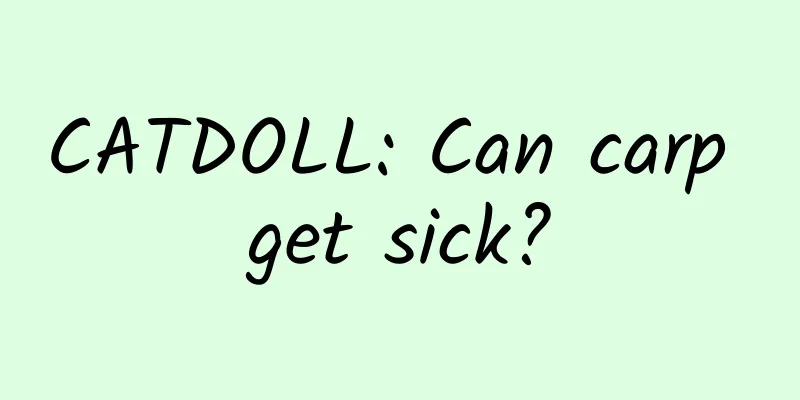 CATDOLL: Can carp get sick?