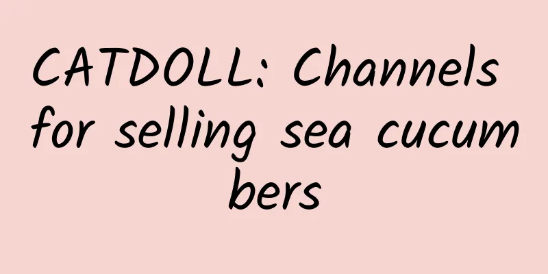 CATDOLL: Channels for selling sea cucumbers
