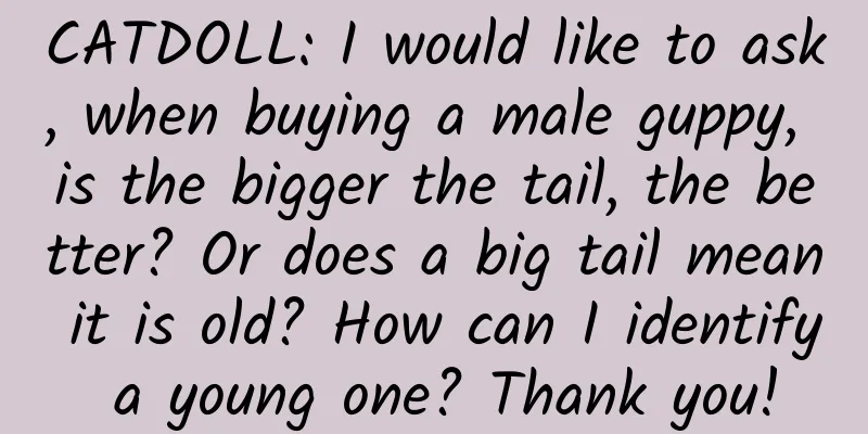 CATDOLL: I would like to ask, when buying a male guppy, is the bigger the tail, the better? Or does a big tail mean it is old? How can I identify a young one? Thank you!
