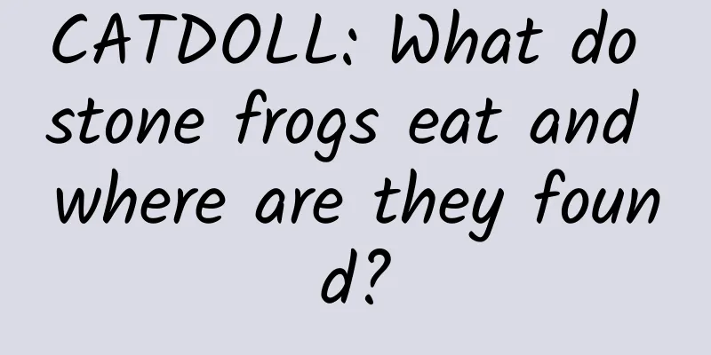 CATDOLL: What do stone frogs eat and where are they found?
