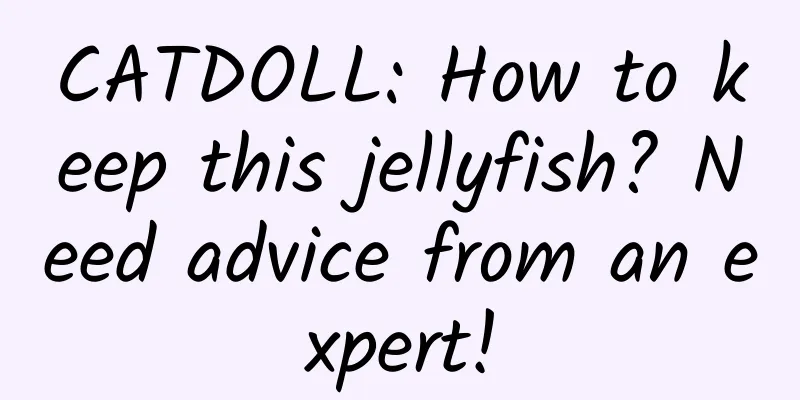 CATDOLL: How to keep this jellyfish? Need advice from an expert!