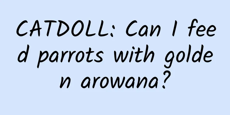 CATDOLL: Can I feed parrots with golden arowana?