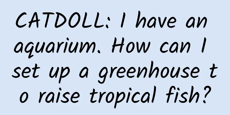 CATDOLL: I have an aquarium. How can I set up a greenhouse to raise tropical fish?