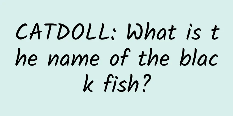 CATDOLL: What is the name of the black fish?