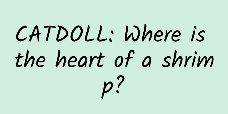 CATDOLL: Where is the heart of a shrimp?