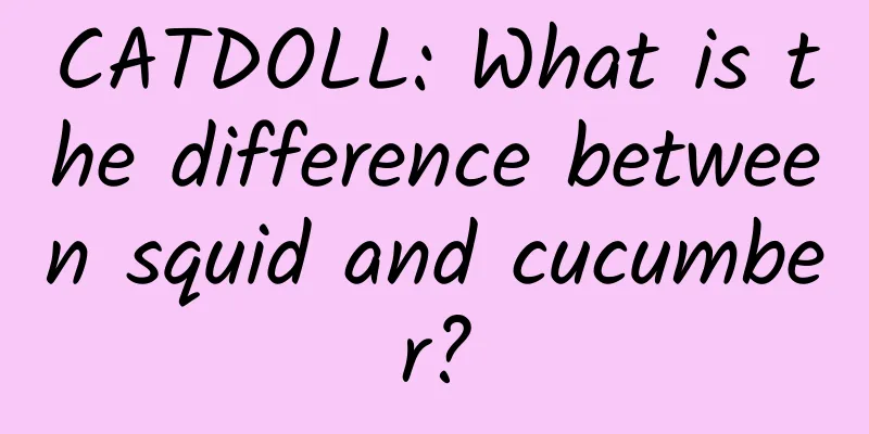 CATDOLL: What is the difference between squid and cucumber?