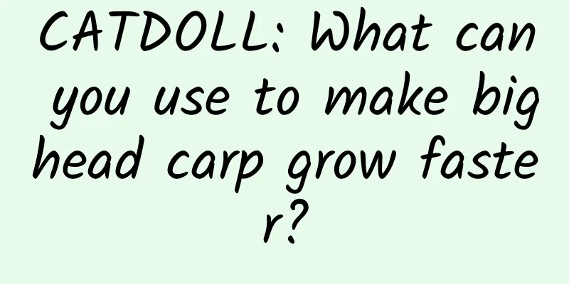 CATDOLL: What can you use to make bighead carp grow faster?