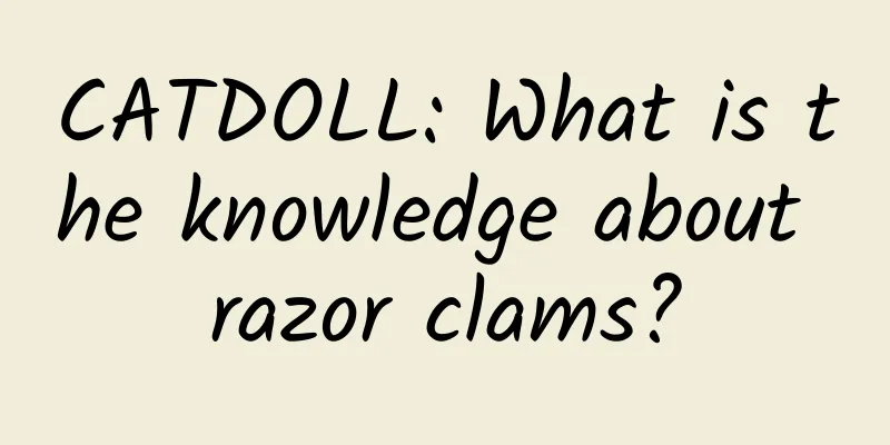 CATDOLL: What is the knowledge about razor clams?