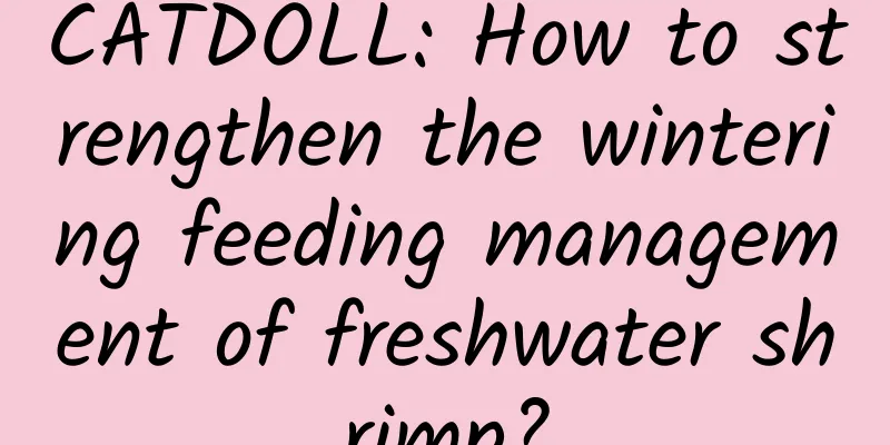 CATDOLL: How to strengthen the wintering feeding management of freshwater shrimp?