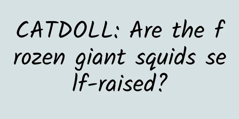 CATDOLL: Are the frozen giant squids self-raised?
