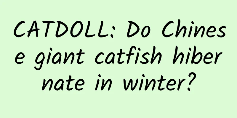 CATDOLL: Do Chinese giant catfish hibernate in winter?