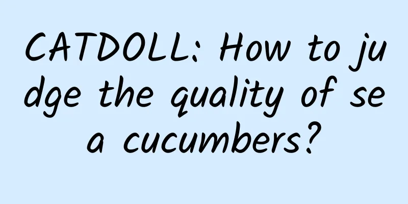 CATDOLL: How to judge the quality of sea cucumbers?