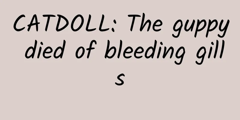 CATDOLL: The guppy died of bleeding gills