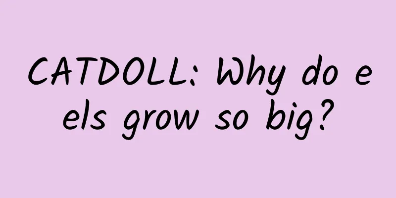 CATDOLL: Why do eels grow so big?
