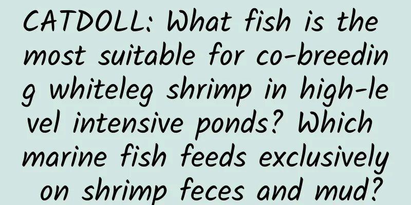 CATDOLL: What fish is the most suitable for co-breeding whiteleg shrimp in high-level intensive ponds? Which marine fish feeds exclusively on shrimp feces and mud?