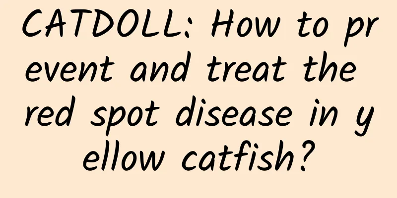 CATDOLL: How to prevent and treat the red spot disease in yellow catfish?