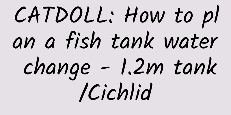 CATDOLL: How to plan a fish tank water change - 1.2m tank/Cichlid