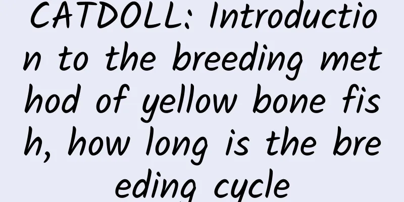 CATDOLL: Introduction to the breeding method of yellow bone fish, how long is the breeding cycle