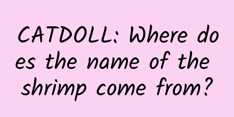 CATDOLL: Where does the name of the shrimp come from?