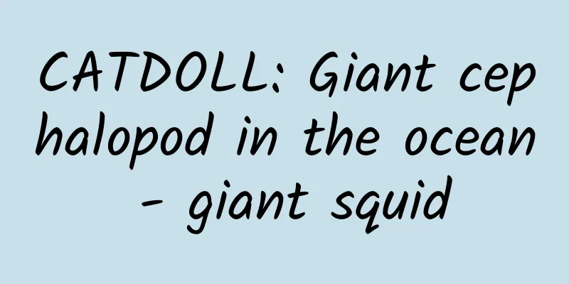 CATDOLL: Giant cephalopod in the ocean - giant squid