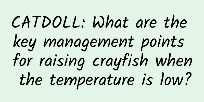 CATDOLL: What are the key management points for raising crayfish when the temperature is low?