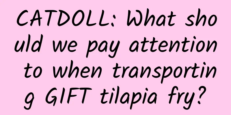 CATDOLL: What should we pay attention to when transporting GIFT tilapia fry?