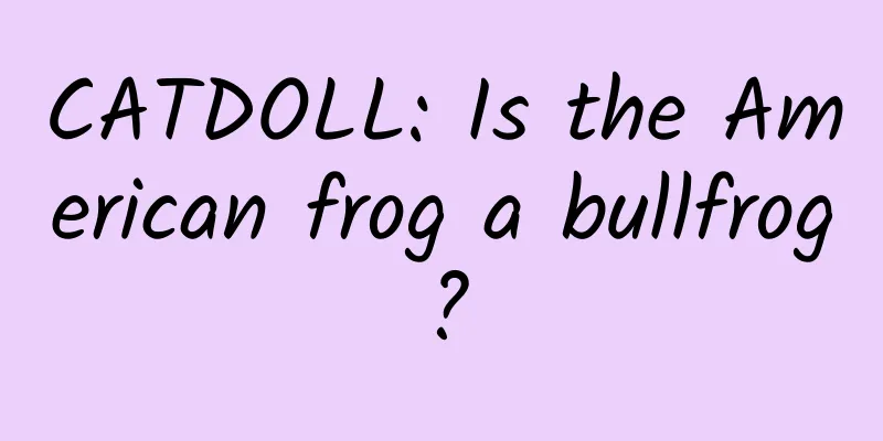 CATDOLL: Is the American frog a bullfrog?