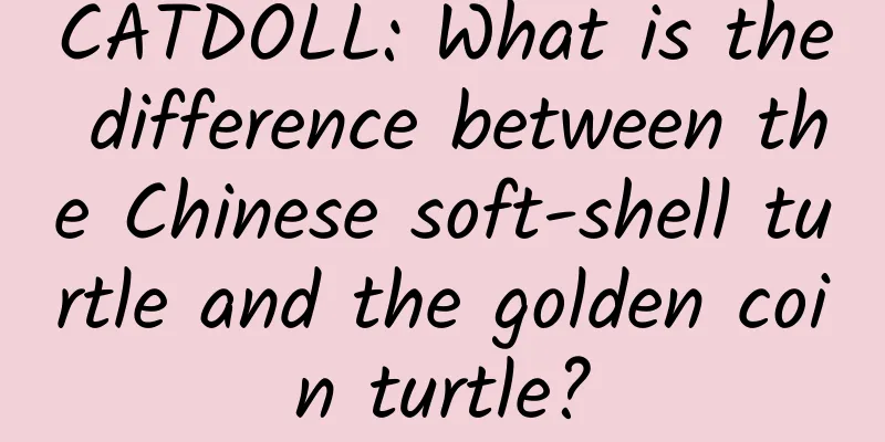 CATDOLL: What is the difference between the Chinese soft-shell turtle and the golden coin turtle?
