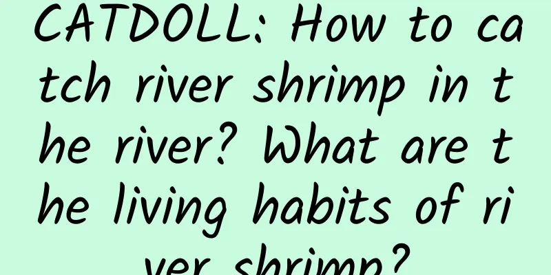 CATDOLL: How to catch river shrimp in the river? What are the living habits of river shrimp?