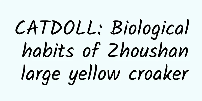 CATDOLL: Biological habits of Zhoushan large yellow croaker