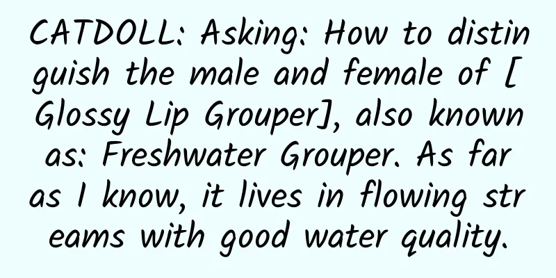 CATDOLL: Asking: How to distinguish the male and female of [Glossy Lip Grouper], also known as: Freshwater Grouper. As far as I know, it lives in flowing streams with good water quality.