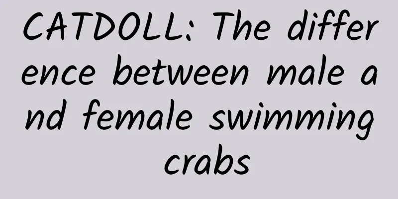 CATDOLL: The difference between male and female swimming crabs